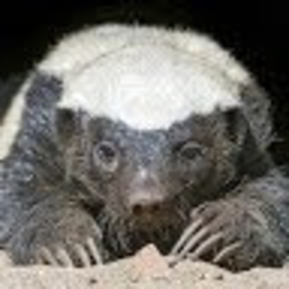 Meet your Posher, Garrett - Picture 1 of 1